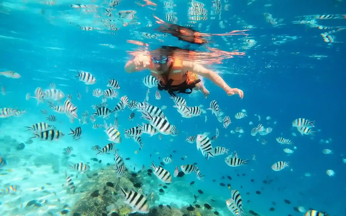 A snorkeller in a life jacket at the surface above a reef, surrounded by a school of striped sergeant-major fish