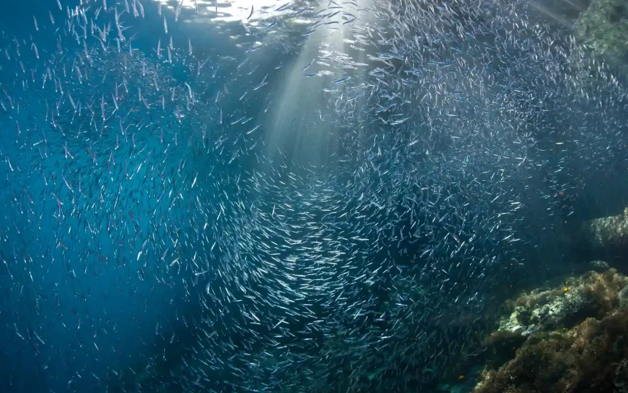 A dense school of silver baitfish underwater with sunbeams cutting through the blue
