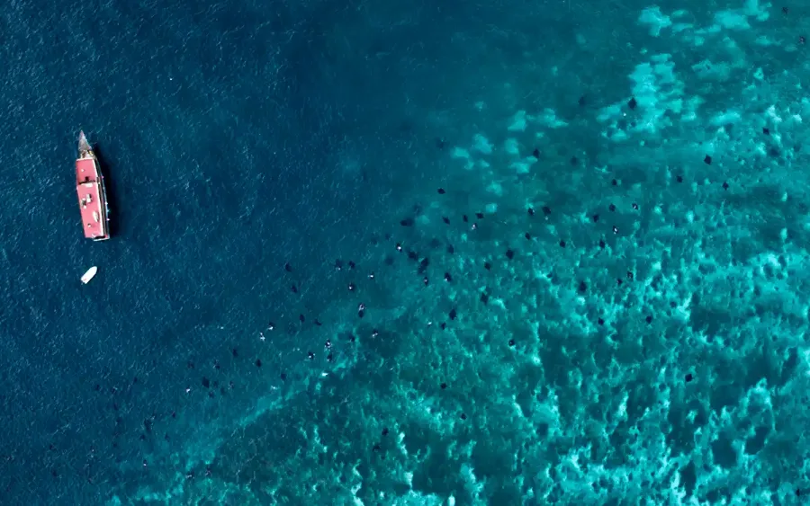 Aerial view of Manta Point with manta rays and snorkellers in clear shallow water beside an anchored boat