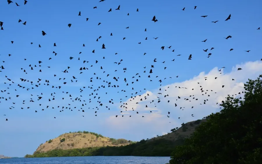 Hundreds of flying foxes rising over the water and mangrove islands at Riung on the north coast