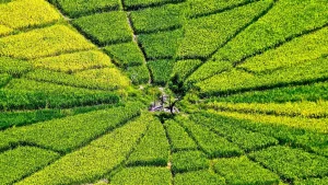 A lodok, the centre point of a spider-web lingko rice field in West Manggarai, Flores