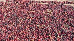 Coffee beans drying in the open at Wae Rebo village, Flores