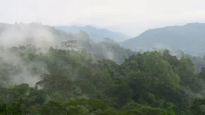 The mountain road between Ruteng and Borong in central Flores