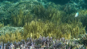 Hard corals in the 17 Islands Marine Park at Riung, Flores