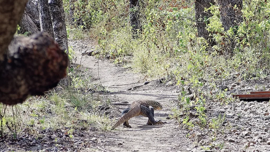 A Komodo dragon (Varanus komodoensis) on Rinca Island