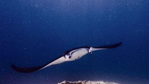 A manta ray swimming in Indonesian waters