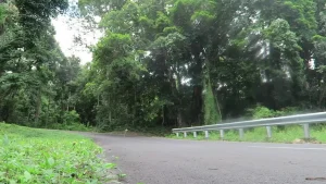 A curve on the forested road west of Larantuka, eastern Flores