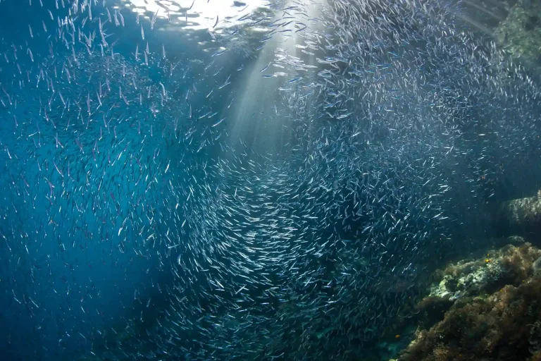 Diving Komodo: Seasons and Safety Planning