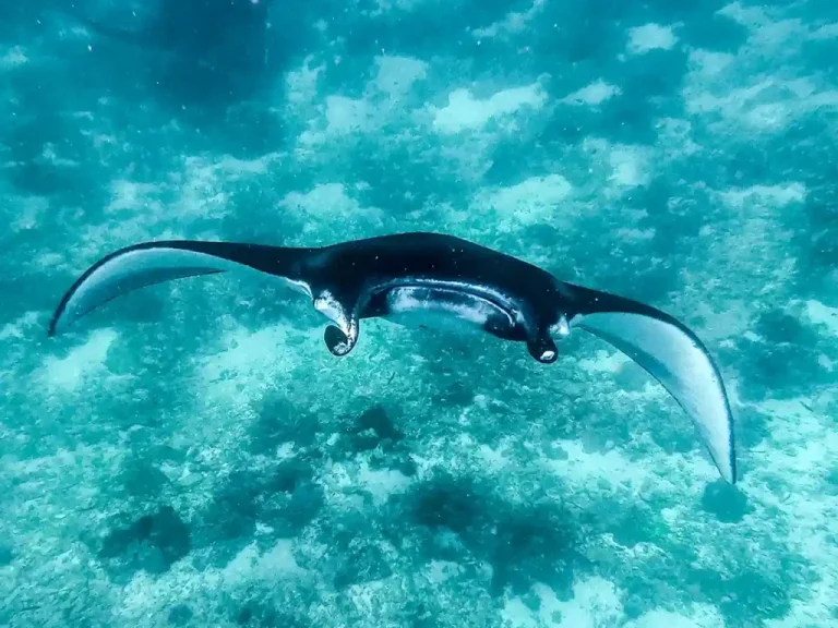 Marine Life Around Flores and Komodo